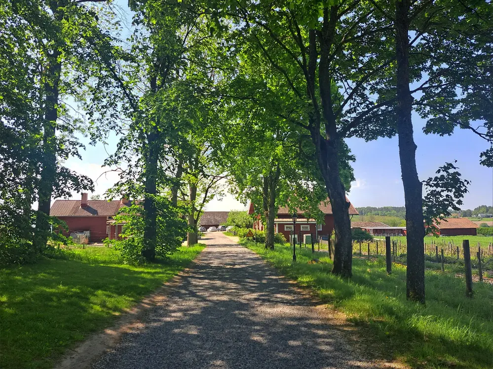 Grönskande allé som leder till en gård med röda byggnader